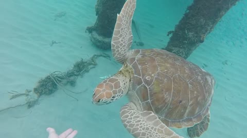 Sea Turtle High-Fives Kid