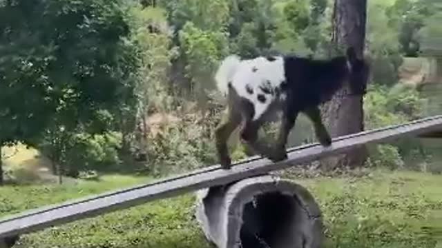 Beautiful animals, babies playing