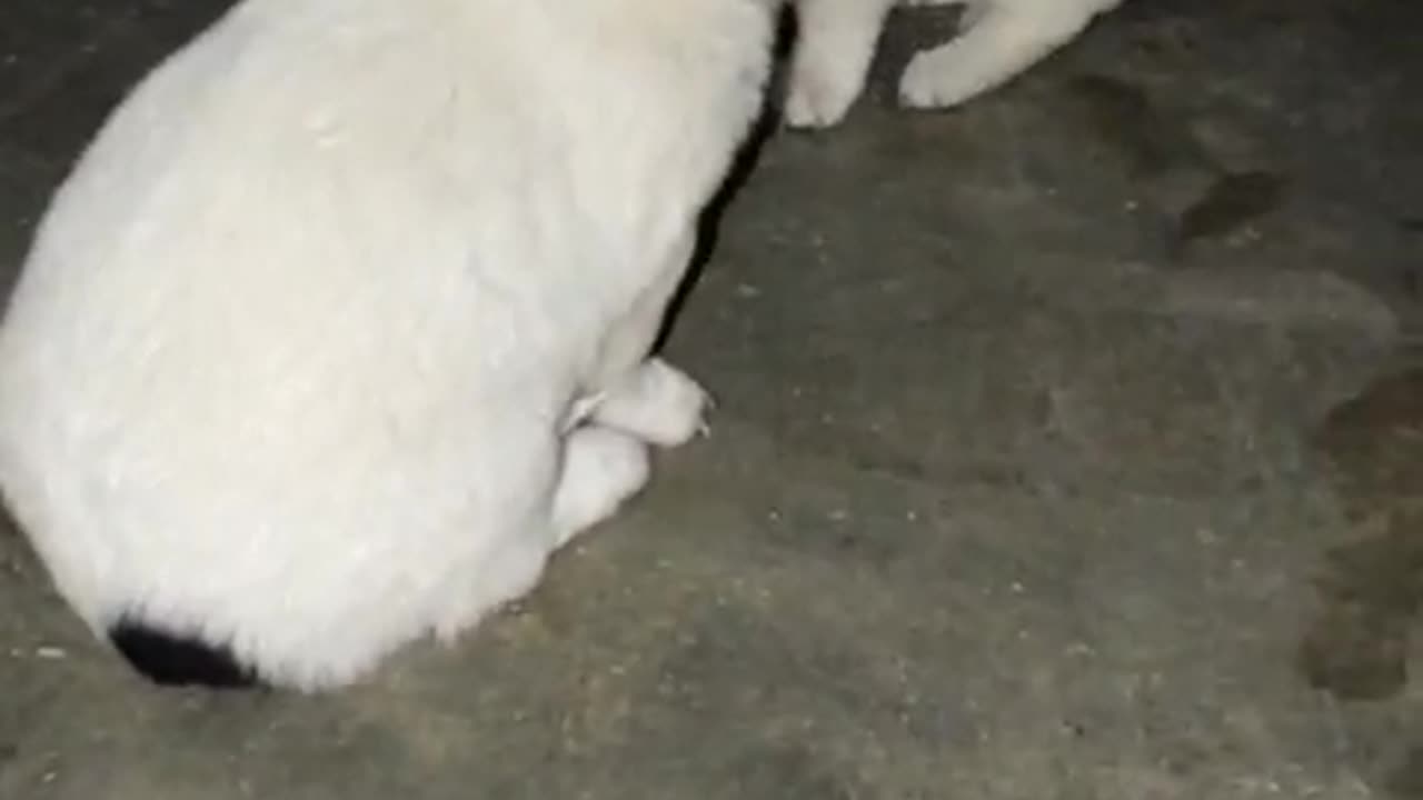 3 little puppys