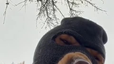 Puppy About to Pull a Heist