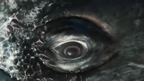 Funn great gaint whale grey eye.(Cute Video)