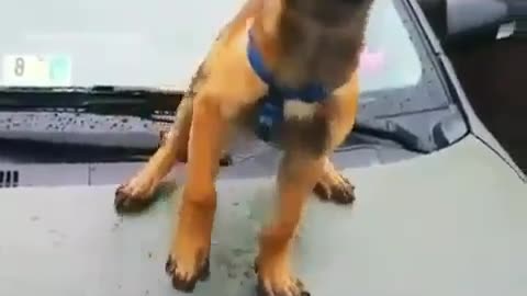 Dog on the car