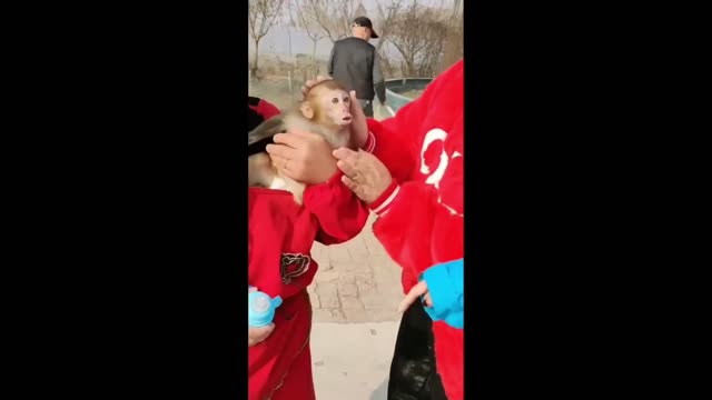 Funny Animals You Can't Watch Without Laughing 🥰😂 (CUTE)