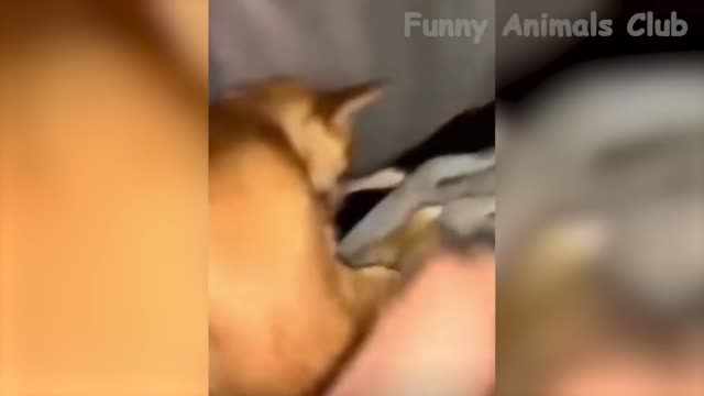 Funniest Animals Video - Best Cats😹 and Dogs🐶 Videos 2022!