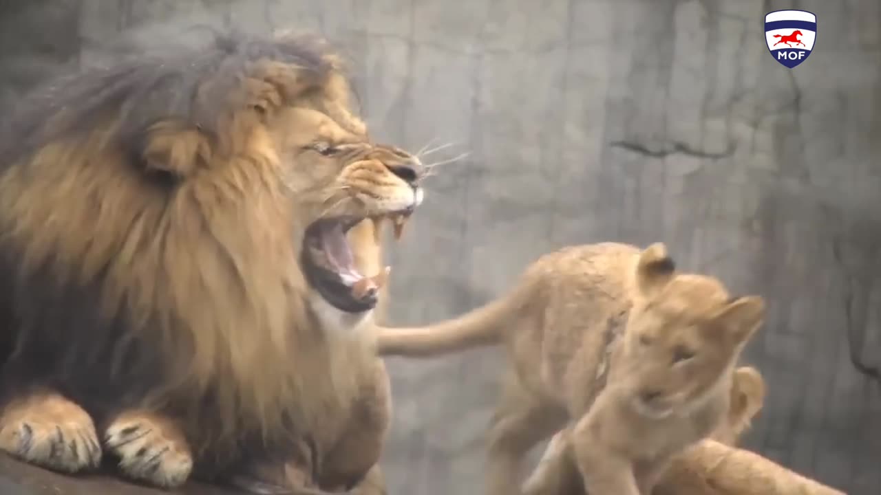 Lion Beby funny moments for mom dad