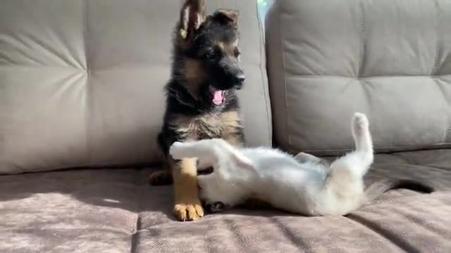German shepherd dog and cat play