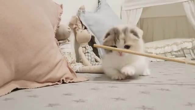 Cute kitten short video