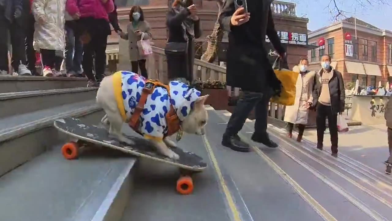 Dog playing scooter on pedestrian street