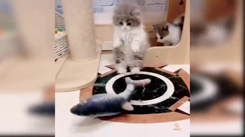 Baby cat's video // cute and funny cats video