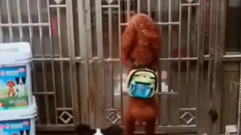 Funny dog 🐶 video 🤣🤣🤣😅