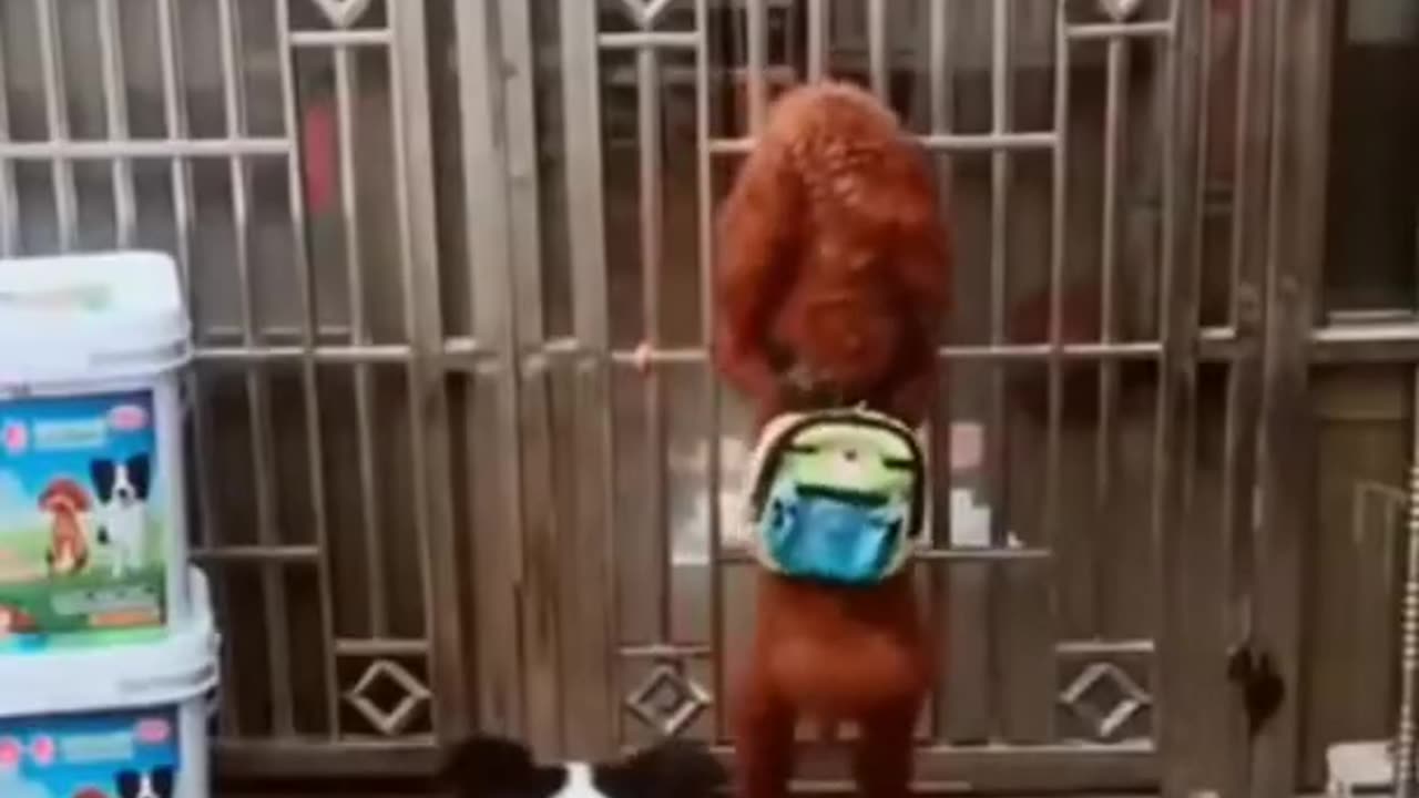 Funny dog 🐶 video 🤣🤣🤣😅