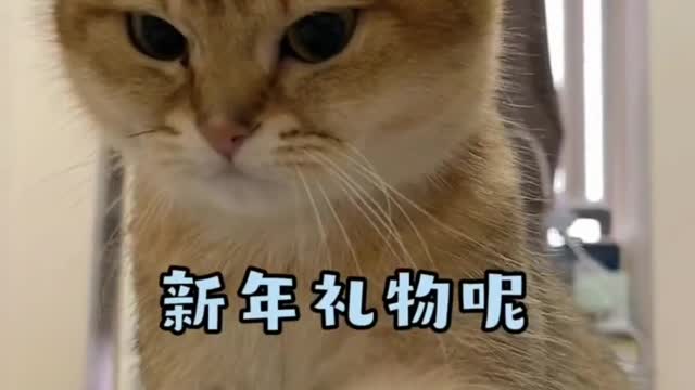 Every kitten has a different temperament