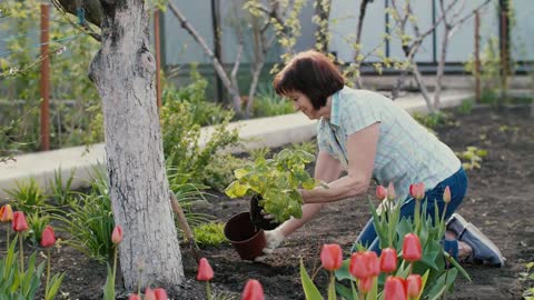 Old woman arranging tulip garden