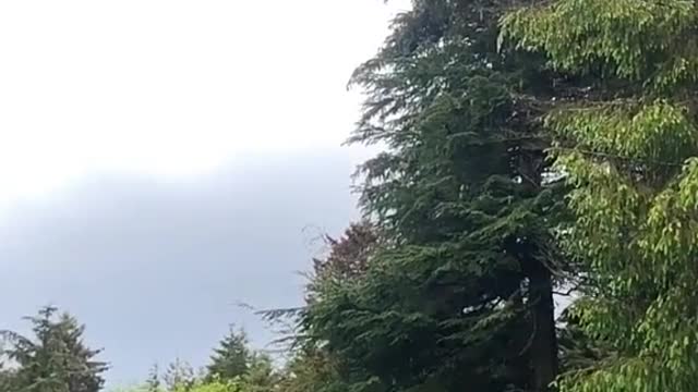 wildafterrunningintoawindow