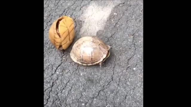 Sad Turtle :(