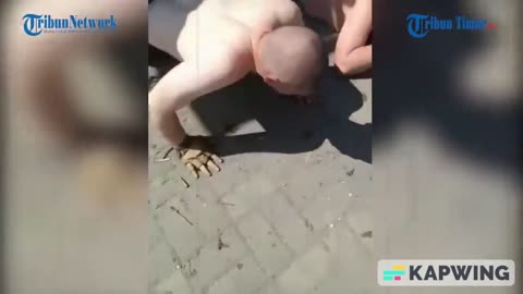 Dozens of Ukrainian Troops Arrested, Lie Down and Hands Up Surrender!