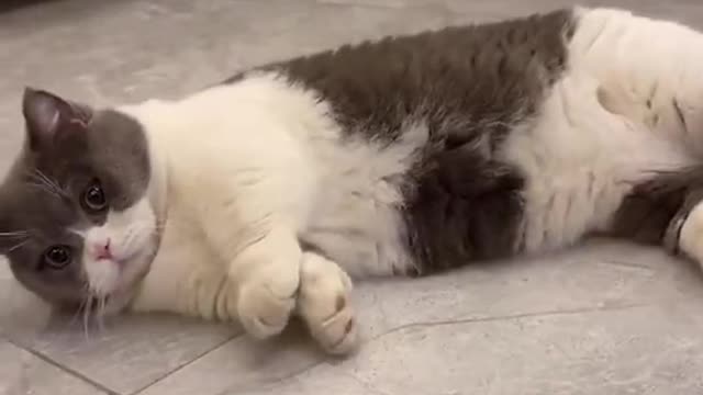 Super lazy funny cat.