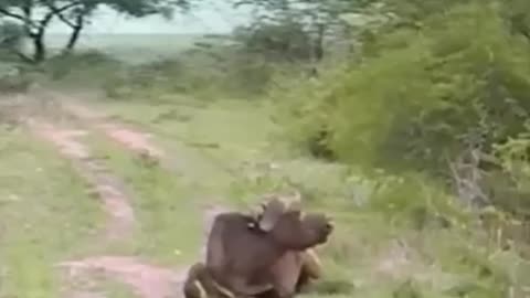Animals