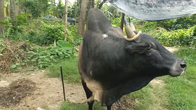 Ox video
