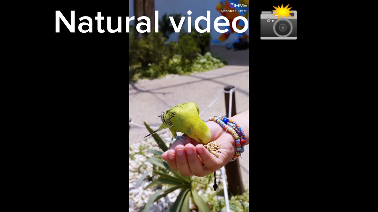 Natural. Video. Bird