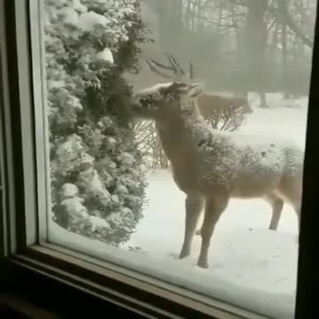 free range rescue deer eats home deer meal