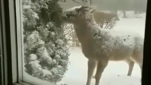 free range rescue deer eats home deer meal