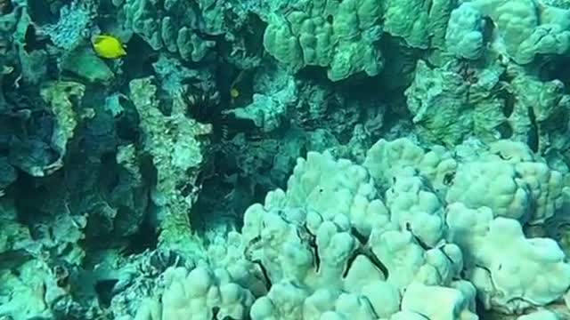 reef#haveablessedday