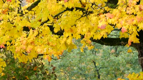 autumn and falling leafs