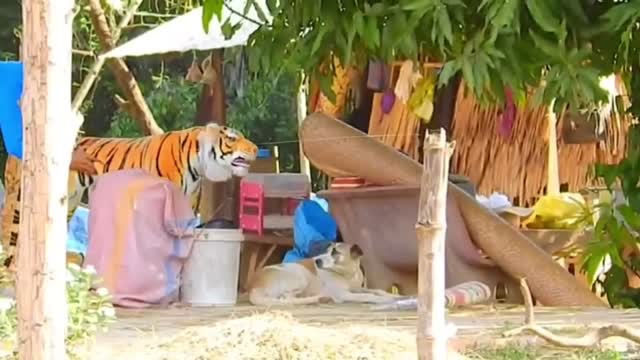 Dog is scared from fake tiger