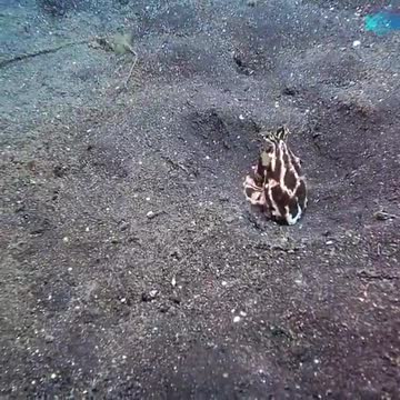 The disguised octopus (Thaumoctopus mimicus)