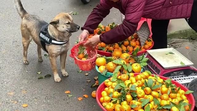 Good smart dog, dog shopping ,two