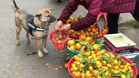 Good smart dog, dog shopping ,two