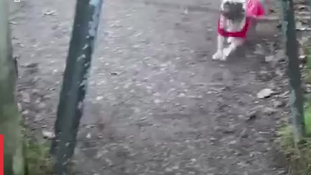Caught Out- Dopey Dogs