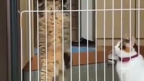 .great cat escape 😅 #shorts