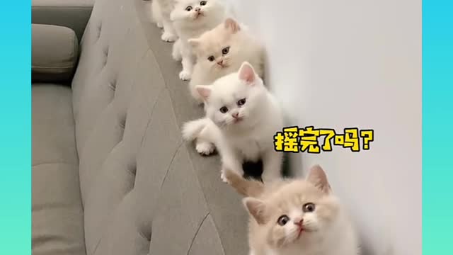 Funny cats || cute cats lovely cat