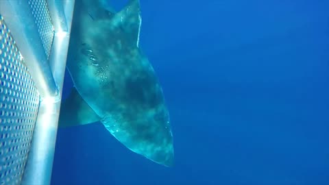 diver cage attack shark