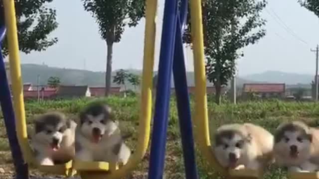 Cute puppies swing​ look so cute and funny