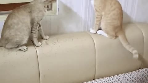 Funny cat cute action 😍😁😍😍