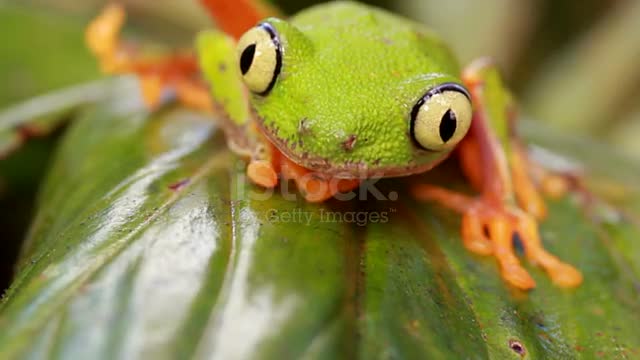 The frog is very beautiful to look at.