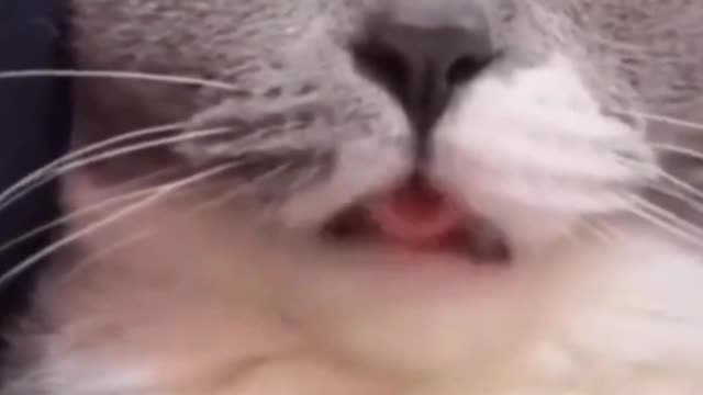 When can there be a suitable environment to raise cats