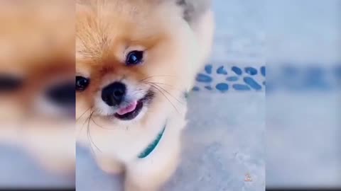 Cute dog tilts head