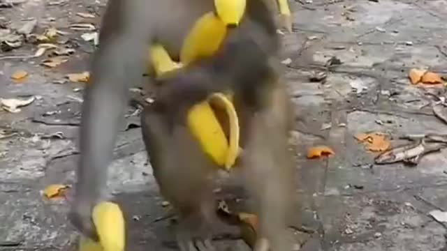 Funny monkey