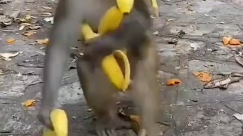 Funny monkey