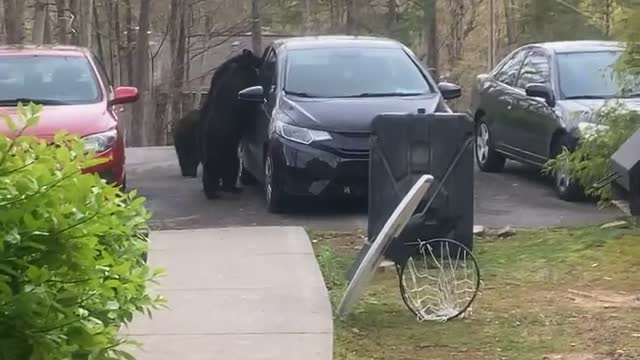 Bear Climbs Into Backseat of Car