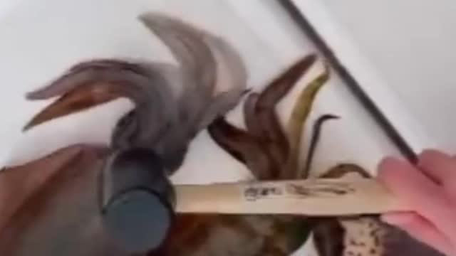 octopus