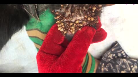 Remove ticks from dog