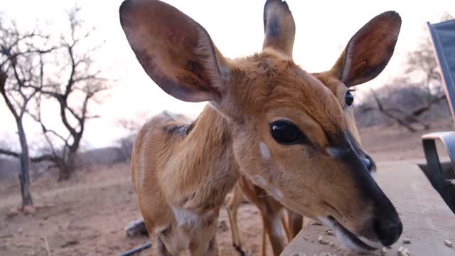 lovable deer