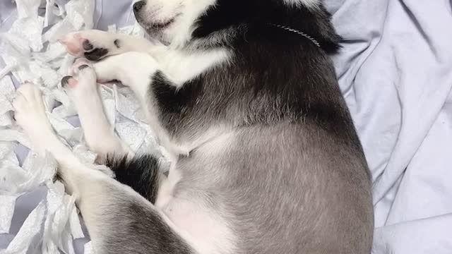 my sleeping puppy, TanE