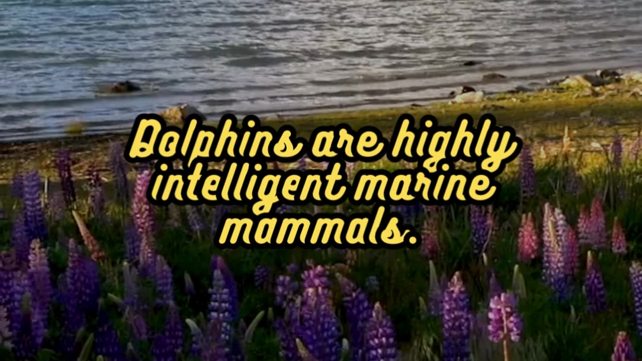 Animal Facts Dolphins #shorts