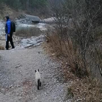 this cat tries to cross the river with his parents